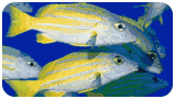 rserve Cousteau